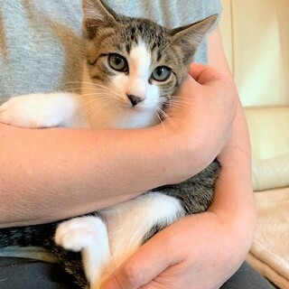 ちょっとシャイな可愛い3ヶ月男の子（ポロ君）