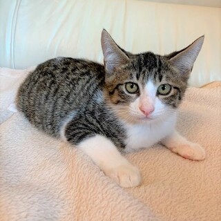 元気一杯な生後3ヶ月男の子（ユズ君）