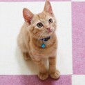 人懐こい茶トラ兄弟。