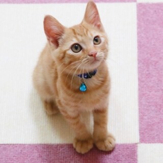 人懐こい茶トラ兄弟。