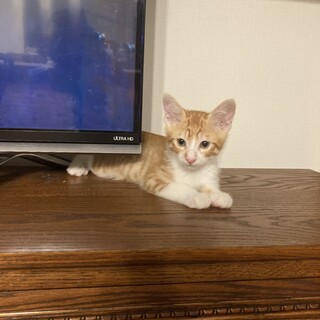 トライアル中につき一時停止します☆茶白☆