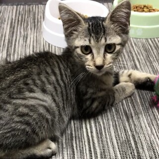 人も猫ちゃんも大好き！可愛いオレンジちゃん♀