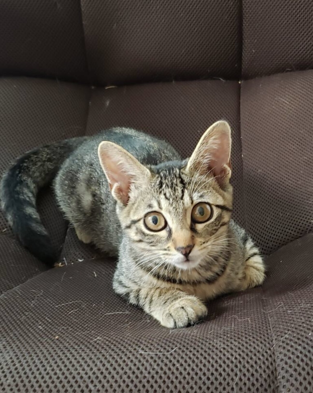 シャーロットちゃん募集停止 神奈川県 猫の里親募集 3766 ペットのおうち 月間利用者150万人