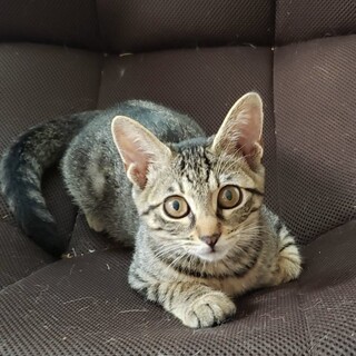 シャーロットちゃん募集停止