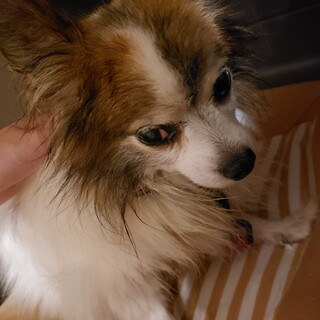 気まぐれ犬のラッキー