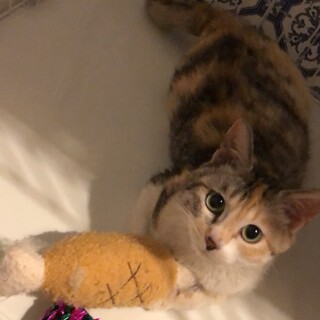 トライアル中につき一時停止します☆パステル三毛