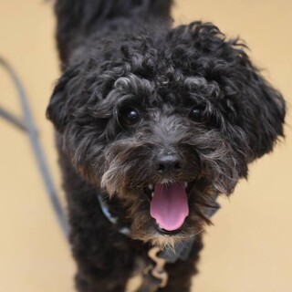 ちワワプドールmix、オリオ君！