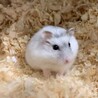 ジャンガリアンハムスター（パールホワイト） サムネイル2