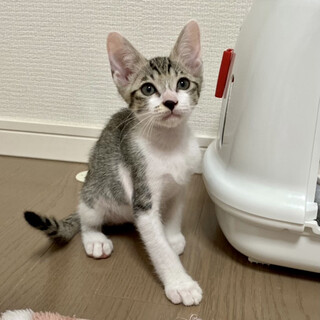 【一時停止】子猫5兄妹◎うるいくん