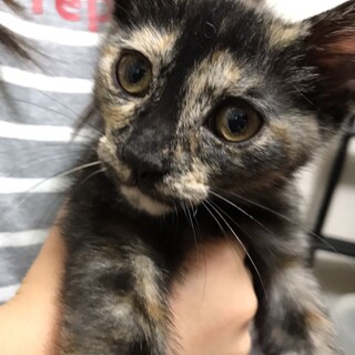 可愛いサビ猫の女の子