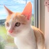 よく遊びよく食べる甘えん坊　茶白の男の子　リク サムネイル1