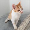 よく遊びよく食べる甘えん坊　茶白の男の子　リク サムネイル2