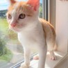 よく遊びよく食べる甘えん坊　茶白の男の子　リク サムネイル3