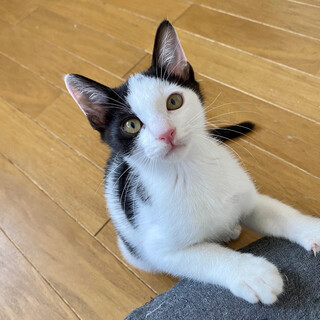 【一時停止】甘えん坊◎ホビくん
