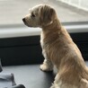 ついすと