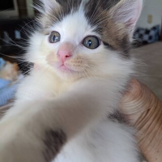 少し長毛モフモフ白黒子猫