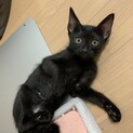 募集一時停止中　甘えん坊な黒猫の子猫　男の子