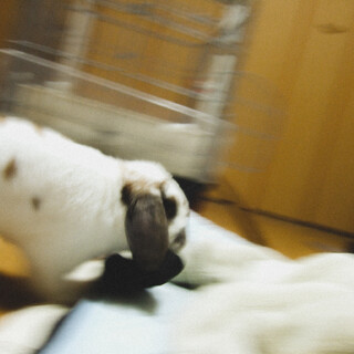 ポンコツ可愛い男の子です。県外転勤のため募集。