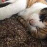 だいずぅ