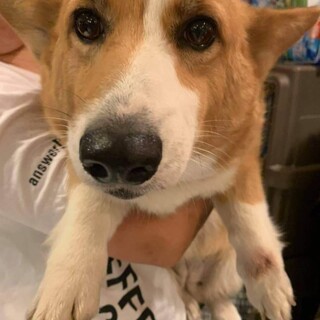 保護っこ♬ブーギーちゃん♪里親絶賛募集中！