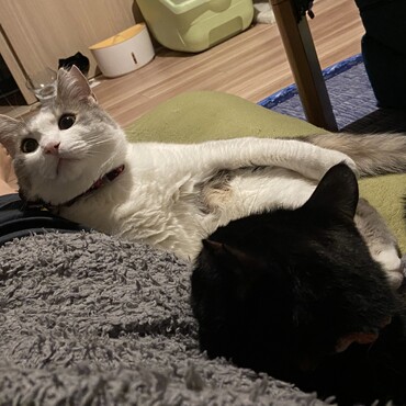 ぜんいんしゅーごー