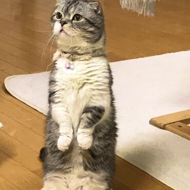 めしのときだけ立てます