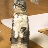 めしのときだけ立てます