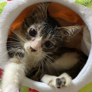 しゅなちゃん☆おひざでごろごろ甘えます
