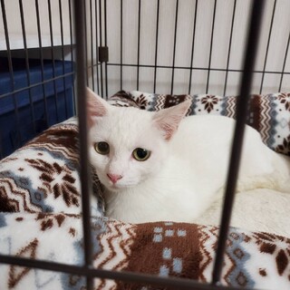 ちょっとビビりな白猫ちゃん