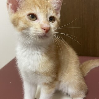 タレ目姉妹の茶白の女子！ふわころ3ヶ月里親様募集中