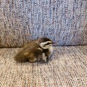 カルガモの雛　育ててくれる方
