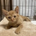 甘えん坊な茶トラの子猫⭐︎クラ君