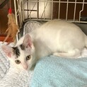愛らしい！フレンドリーな ゆきくんです
