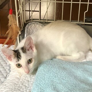 愛らしい！フレンドリーな ゆきくんです