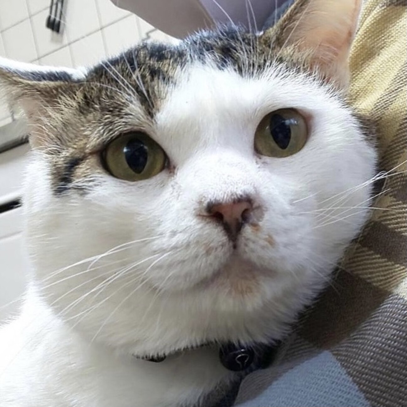 ゴロニャンでイケメンなパ 大阪府 猫の里親募集 ペットのおうち 月間利用者150万人