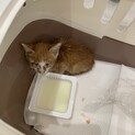 至急子猫の里親様募集しております