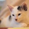 青参道の子猫たち⑥お膝が大好きなターくん サムネイル2