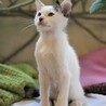 青参道の子猫たち⑥お膝が大好きなターくん サムネイル3