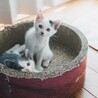 青参道の子猫たち⑥お膝が大好きなターくん サムネイル7
