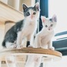 青参道の子猫たち⑤天真爛漫なプーくん サムネイル6