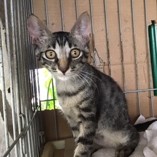 綺麗なサバトラの男の仔です。