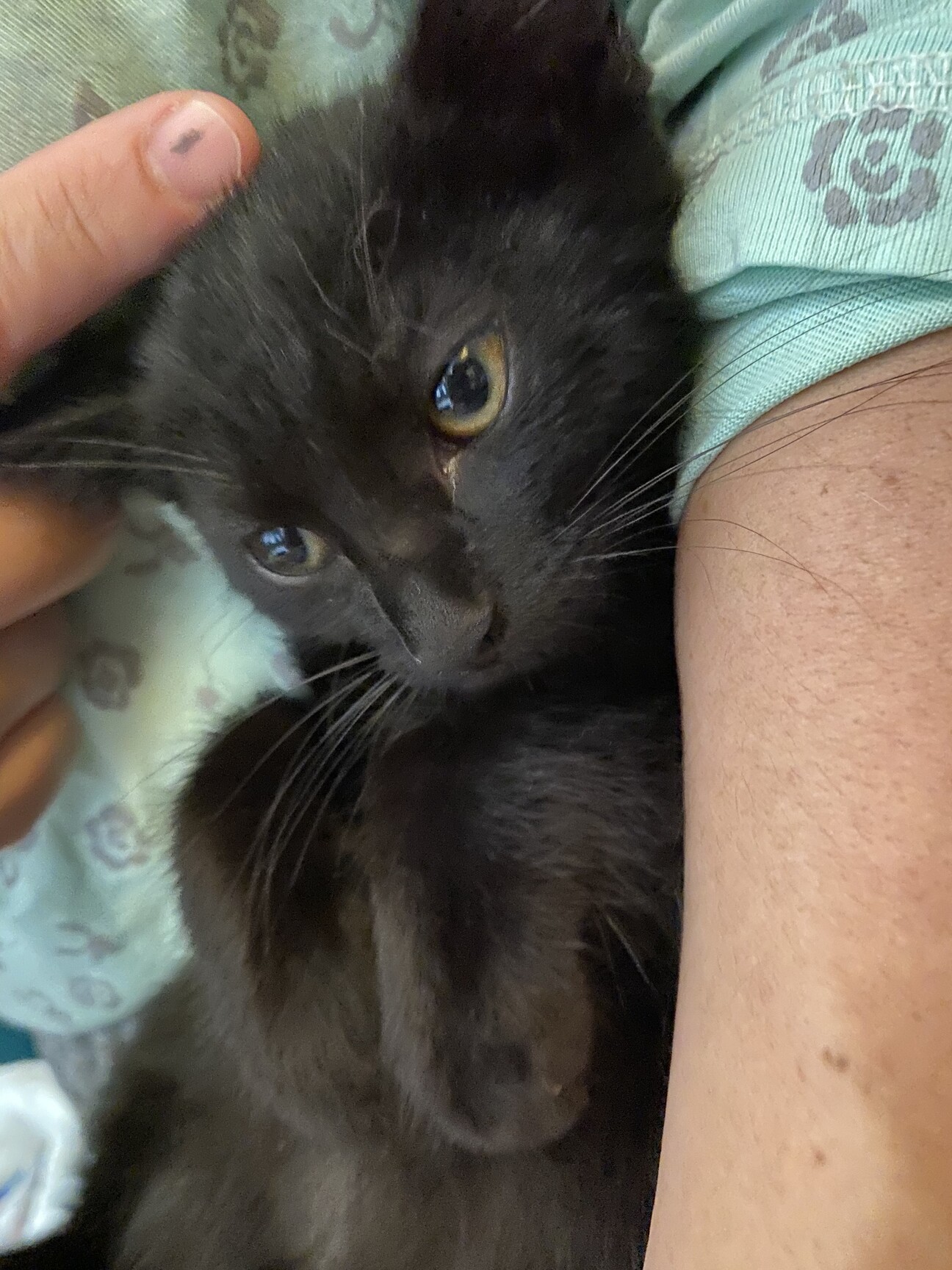 カッコいい黒パンサー リ 神奈川県 猫の里親募集 ペットのおうち 月間利用者150万人