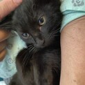 カッコいい黒パンサー☆リヴァイくん