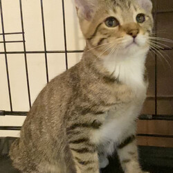 保護猫の譲渡会in横浜 サムネイル2