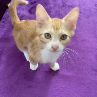 茶トラ３兄妹・ふぅくん 3ヶ月半