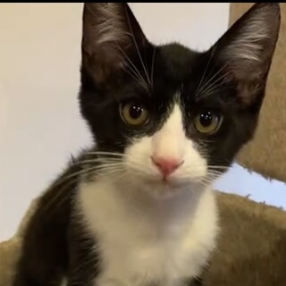 ハチワレ甘えたニャンのソラ君❣️
