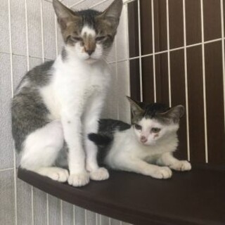 まめちゃん 3ヶ月 オス