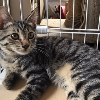 可愛いキジトラの仔ネコちゃん