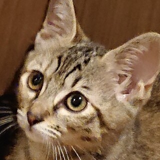 とてもお茶目なキジトラ猫☆うめちゃん❣️