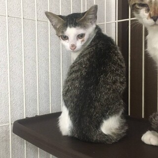 ふくちゃん 3ヶ月 メス